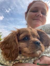 Ruby red Cavalier King Charles Spaniel puppies for sale