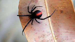 I need some good pest control spay list, please suggest the best pest control sprays available in dubai market? Put Down The Pesticides Why You Shouldn T Be Spraying Your Spiders This Summer The Courier Ballarat Vic