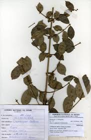 Image result for Cremaspora triflora