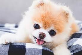 Read 264 reviews from the world's largest community for readers. Boo The Pomeranian Dead World S Cutest Dog Dies Of Broken Heart Mirror Online