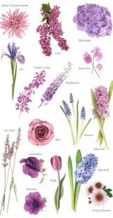 Purple Flowers Noms De Fleurs Couleurs De Fleurs Idees De Jardin Fleur