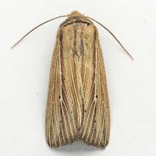 Image result for Leucas milanjiana