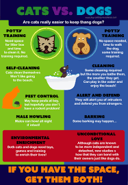 Dogs vs cats has always been a hot debate over years. Cats Vs Dogs What Should You Get Both