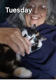 Found, one kitten, young cat, in Mystic Garden, with braided colorful  collar with small bell. Orange and white male. 6922 3625