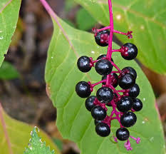 Pokeweed contains phytolaccine, a powerful irritant that can cause severe gastrointestinal symptoms in humans and mammals. It S The Berries Creasey Mahan Nature Preserve