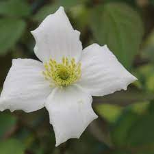 Although renowned for their vigour, clematis montana can be compact plants suitable in her garden, by the way, val uses a clematis montana var. Clematis Montana Var Grandiflora Strauch Pflanzen Kaufen Online Matelma Com