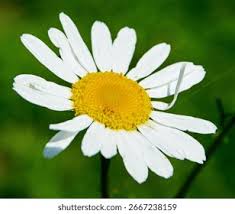 Image result for foto Kopretina