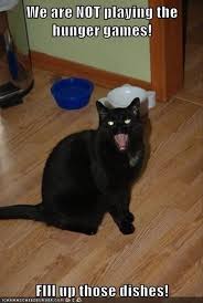 Funny Animal Pictures Of The Day 28 Pics Funny Animals Black Cat Memes Funny Animal Pictures