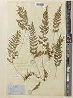 Image result for Davalliaceae