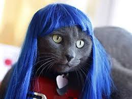 Cat With Blue Wig Silly Animals Cats And Kittens Cats