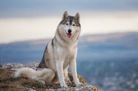 Adoption centers usually require a small adoption fee. Want To Own A Husky Consider These 5 Things First