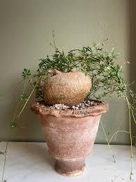 Image result for Kedrostis africana