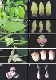 Image result for Artabotrys