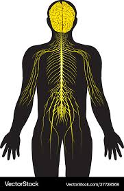 Image result for Peripheral Nervous System