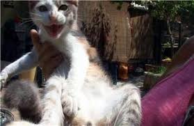 Rengi Disi Kendisi Erkek Kedi