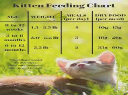 feeding your kitten kitten food chart and food at what