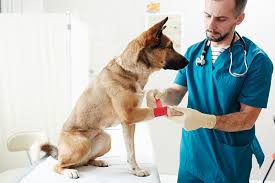 Our goal is to provide quick, convenient, affordable care 365 days a year. Emergency Urgent Veterinary Care Dugan S Veterinary Hospital