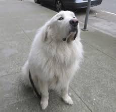 Black And White Great Pyrenees Pin By Jaylin Preston On Great Pyrenees In 2020 Great Pyrenees Dog Great Pyrenees Pyrenean Mountain Dog