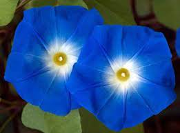 Blue Flowers Perennials And Annuals Blue Flowers Images Blue Flowers Flowers Perennials