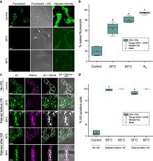 If a living but wilted plant once again receives sufficient water, it. Apoptosis Is Not Conserved In Plants As Revealed By Critical Examination Of A Model For Plant Apoptosis Like Cell Death Bmc Biology Full Text