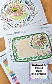Like animal cells, plant cells are eukaryotic. Plant Animal Cell Diagrams For Coloring Matching Labeling Quizzes Reference