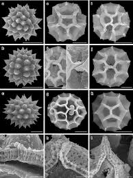 Image result for Haplocarpha scaposa