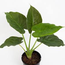 Check spelling or type a new query. Hardy Elephant Ear