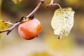 Check spelling or type a new query. Persimmon Disease Control And Prevention Learn About Persimmon Fruit Tree Diseases