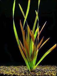 Image result for Vallisneria