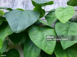 Image result for Grona barbata