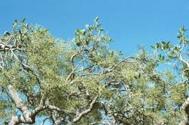 Image result for Pisonia