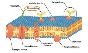 Animal cells have polysaccharides attached to. Glycoprotein The Definitive Guide Biology Dictionary