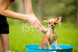 Evcil Hayvanlar Banyo Yakisikli Chihuahua Kopek Arka Stok Fotograflari Freeimages Com