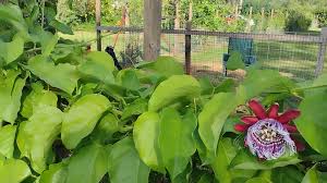 Image result for Passiflora quadrangularis