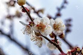 The divinely flavoured victoria plum is quite likely the most famous fruit tree ever raised, certainly for garden growing. White Plum Blossoms Fill The Trees In Late February In Japan Stock Photo Picture And Royalty Free Image Image 97369242