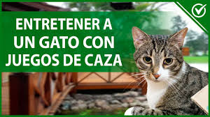 Te traemos algunos juegos para gatos para poder entretener a tu mascota durante el confinamiento ¡pásalo lo mejor posible con tu minino! Como Cansar A Mi Gato Logra Jugar Y Entretener A Un Gato En Casa Blog De Animales