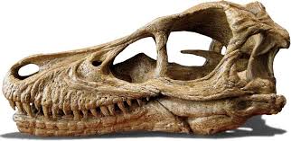 Brantworks Velociraptor Skull Velociraptor Animal Skulls Prehistoric Animals