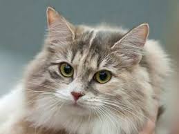 5 out of 5 stars. Long Haired Cat Breeds Domestic Long Haired Cats