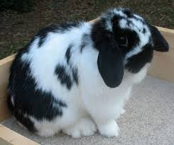 Black And White Holland Lop Past Does Bunny Lops Cute Bunny Pictures Pet Bunny Pet Birds