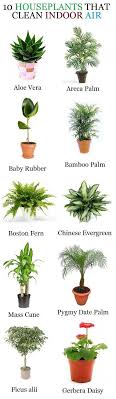 Houseplants That Clean Indoor Air Plants Indoor Plants House Plants