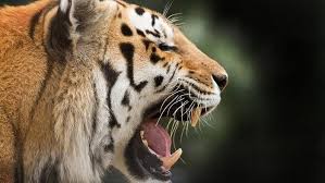 Kumpulan gambar tentang wallpaper harimau putih, klik untuk melihat koleksi gambar lain di kibrispdr.org. Raungan Agung Harimau Di Kebun Binatang Efek Suara Templat Mp3 Unduhan Gratis Pikbest Lions Roaring Tiger Profile Lion Roaring Side View