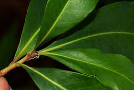 Image result for Faurea saligna