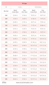 American Us Bra Sizes In Inches And Centimeters