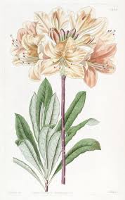 Creating cool nature cartoons is something fun and entertaining for any kid. Honeysuckle Types Drawings Drawings Pictures Drawings Ideas For Kids Easy And Simple