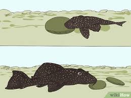 We did not find results for: 3 Ways To Feed A Pleco Wikihow