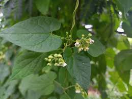 Image result for Pentarrhinum abyssinicum