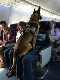 At some point of a latest flight, a labrador retriever peacefully dozed off inside the passenger cabin, its lovable upper frame seen inside the aisle. The manual dog, travelling with its proprietor,