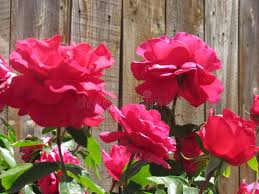 Welcome spring with these colorful displays and bouquets of tulips, eggs, lilies, and more. Pretty Red Flowers Stock Photo Image Of Aesthetic Flowers 105001708