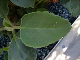 Image result for Kalanchoe velutina