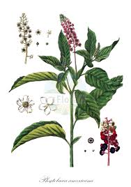 Image result for Phytolaccaceae